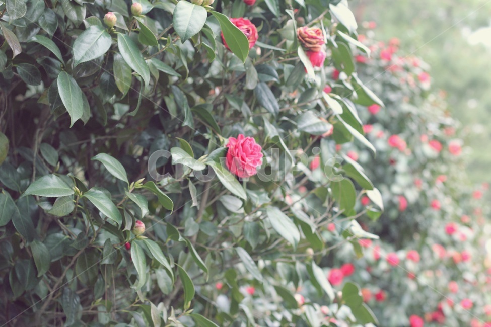 동백꽃,자연,풍경,한국자연풍경,계절,감성사진,감성,식물,자연,plants,nature,꽃,flower