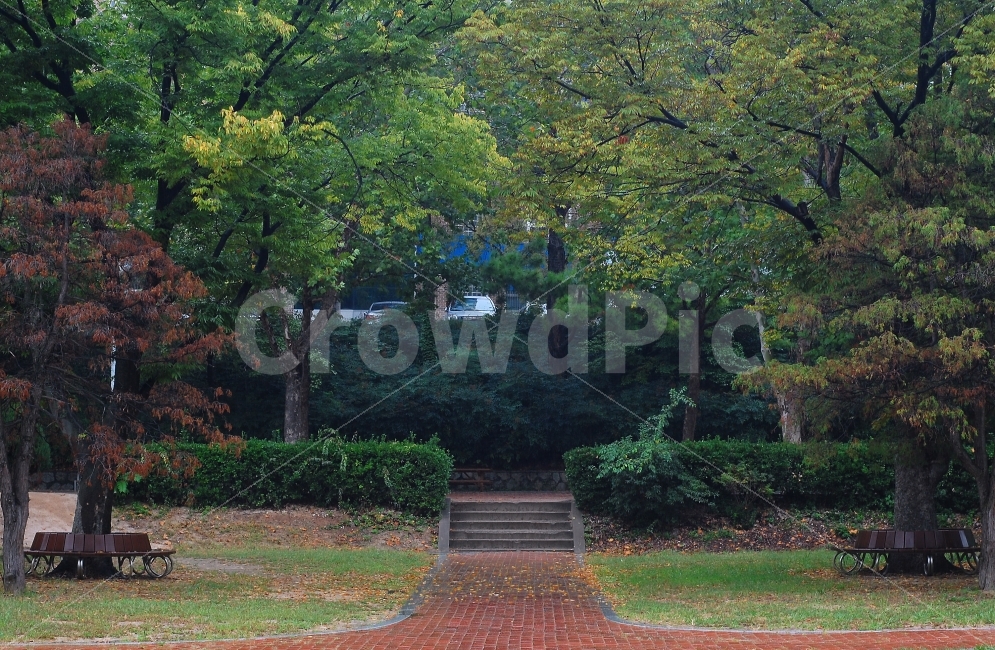 가을비,낙엽,가로수,화단,나무,벤치,계단,가을,비,젖음,경북대학교,테니스장,사잇길,Fall,Rain,Bench,가을,계절,fall,autumn,season,자연,풍경,nature,landscape,tree,plant,식물,tree trunk,나무 줄기