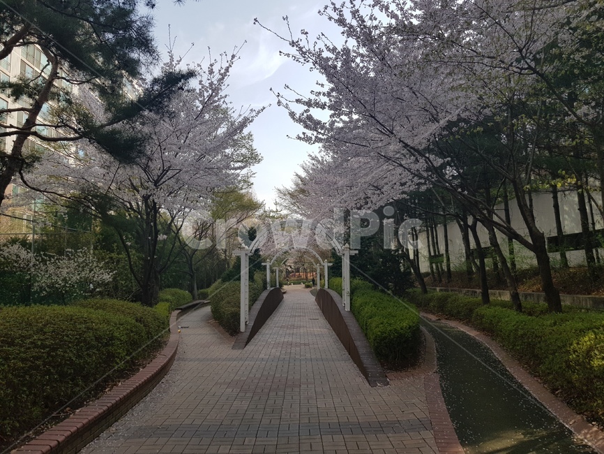 flagstone,판석,plant,식물,벗꽃,봄