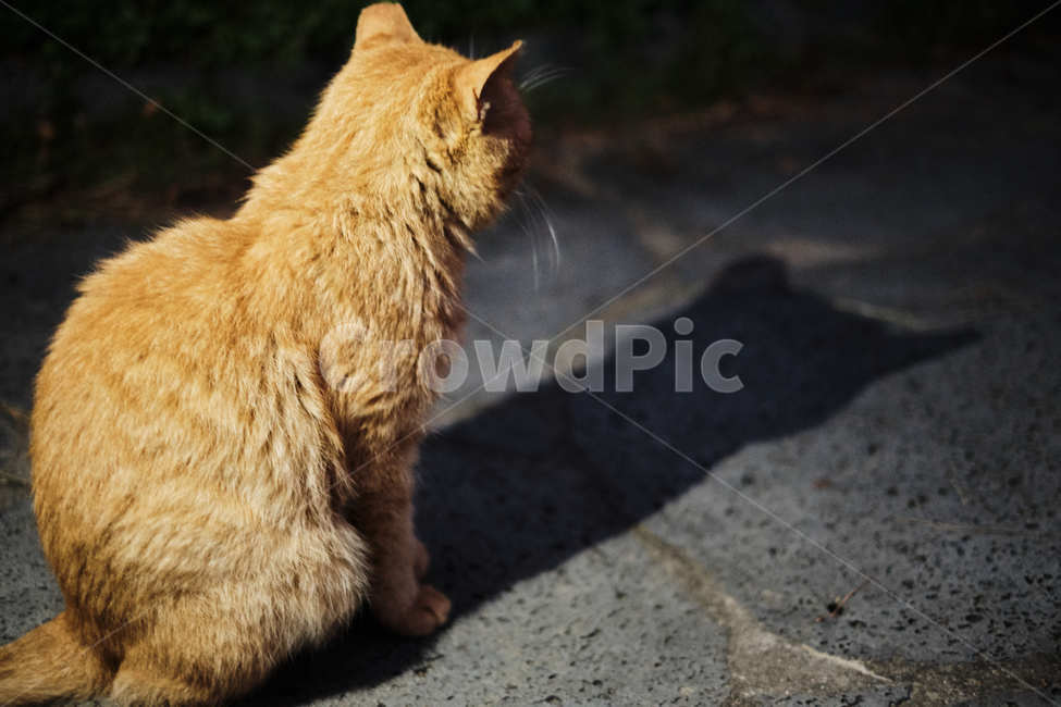 포유류,cat,고양이,animal,동물,그림자,shadow,밤,동물,animal,포유류,mammal,고양이,cat,kitten,kitty