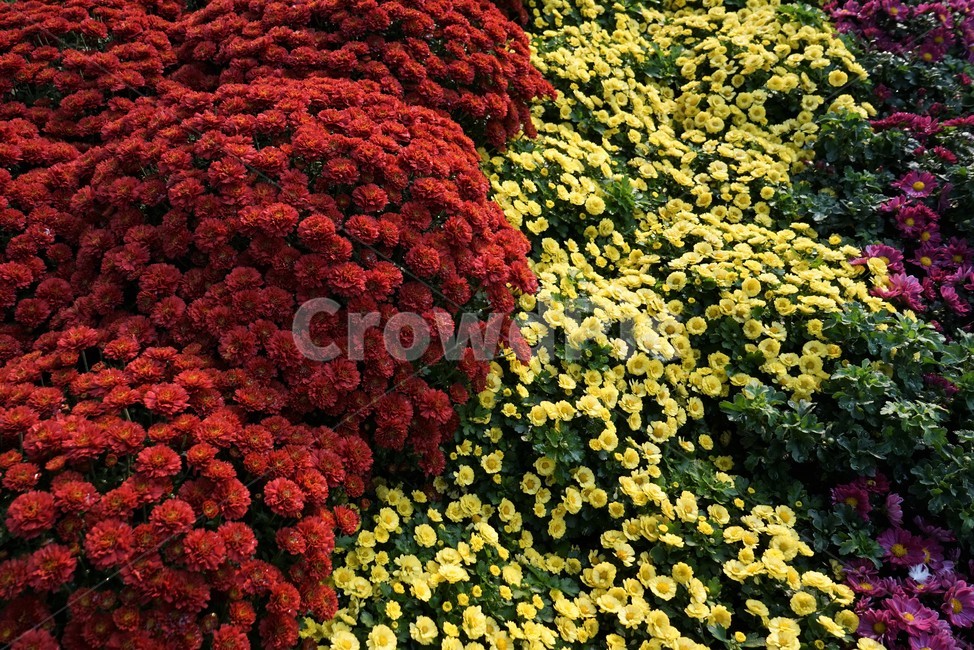 국화,가을,우아함,노랑,꽃,꽃송이,chrysanthemum,autumn,bloom,fall,nature,yellow,elegance,beautiful,plant,flower,계절,season,floral,nobility,고귀함,향기,가을대표,식물,자연,plants,nature,꽃,flower