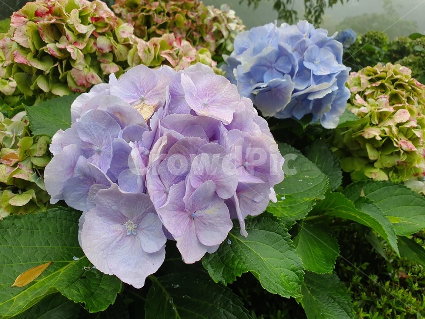 꽃,꽃잎,수국,자연,풀,연보라,보라,파랑,안개,이슬,비온후,flowers,petals,hydrangeas,blue,purple,natural,숲,forest,숲속