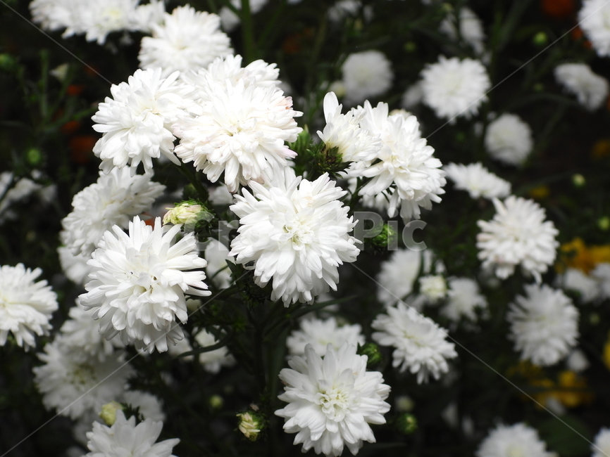 꽃,꽃잎,녹색,자연,식물,식물,자연,plants,nature,꽃,flower