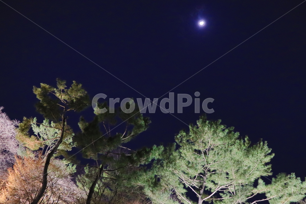 밤하늘,나무,달,밤,소나무,자연,풍경,nature,landscape,야경,밤,nightscape,night,plant,식물,tree