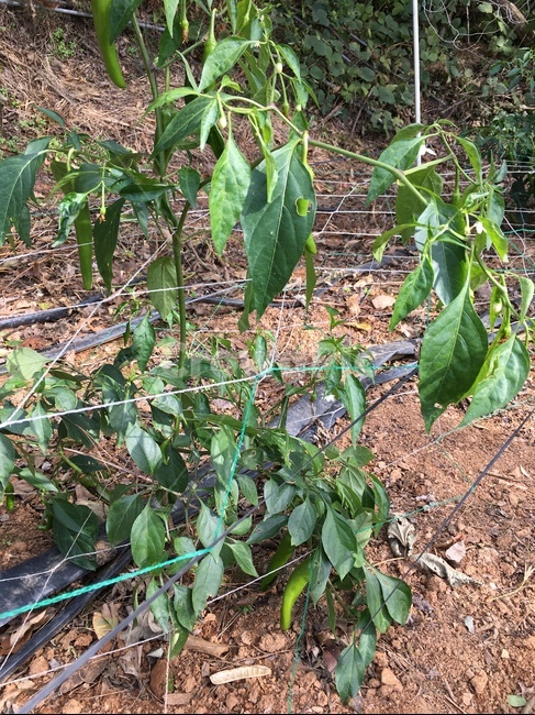 plant,식물,leaf,잎,고추,밭,땅,흙,농사