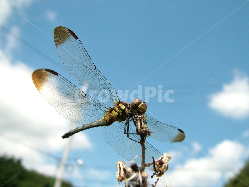 잠자리,곤충,잠자리날개,구름,여름,풍경,곤충,벌레,insect,bug
