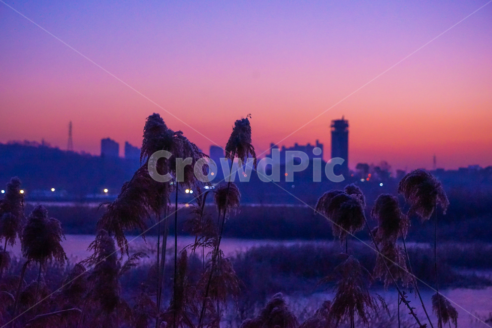 여명,새벽,호수,나무,식물,겨울,풍경,감성,건물,가을,계절,fall,autumn,season,도시,풍경,city,landscape,식물,자연,plants,nature
