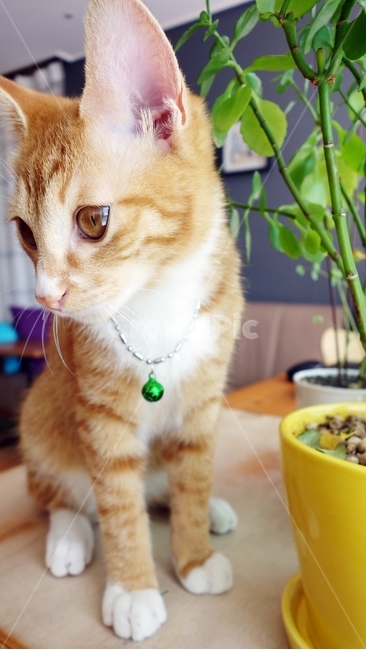 고양이,cat,pet,동물,화분,테이블,동물,animal,포유류,mammal,고양이,cat,kitten,kitty