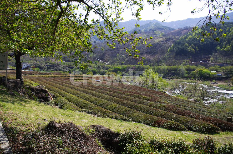 하동,녹차밭,나무,식물,plant,봄,spring,초록,자연,풍경,nature,landscape,outdoors,옥외
