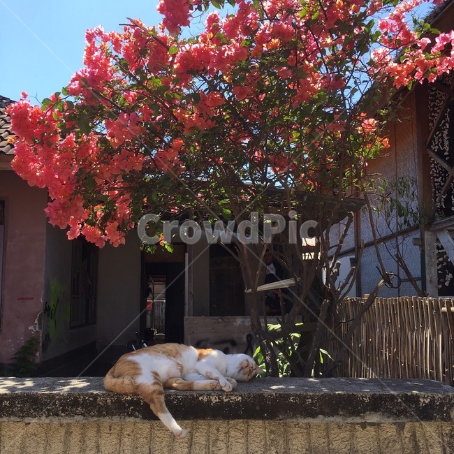 tree,나무,flower,꽃,고양이,cat