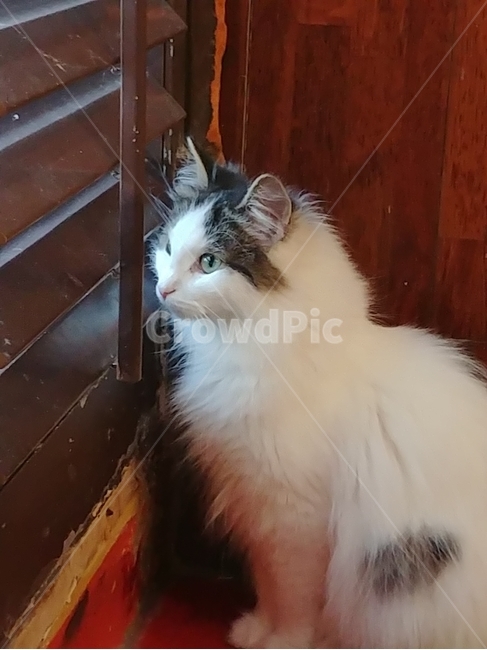 animal,고양이,포유류,동물,착한애,동물,animal,포유류,mammal,고양이,cat,kitten,kitty