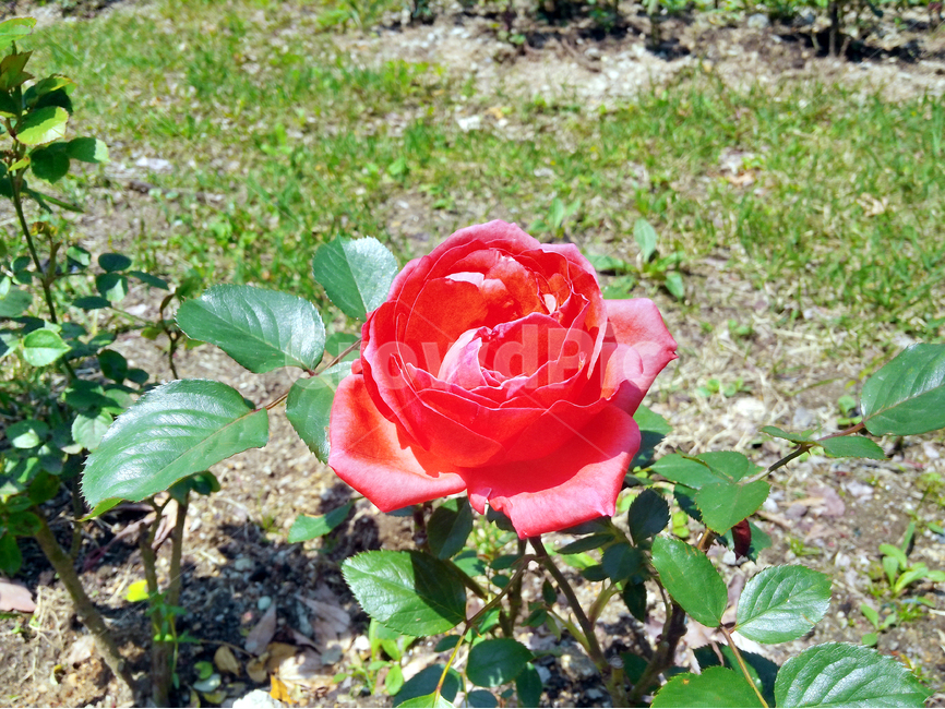 장미,장미꽃,자연,꽃,빨강장미,식물,자연,plants,nature,꽃,flower