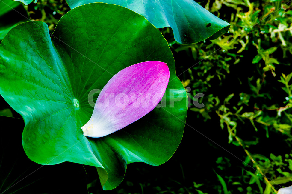 문양,무늬,연잎,꽃잎,낙화,습지,식물,자연,plants,nature,꽃,flower