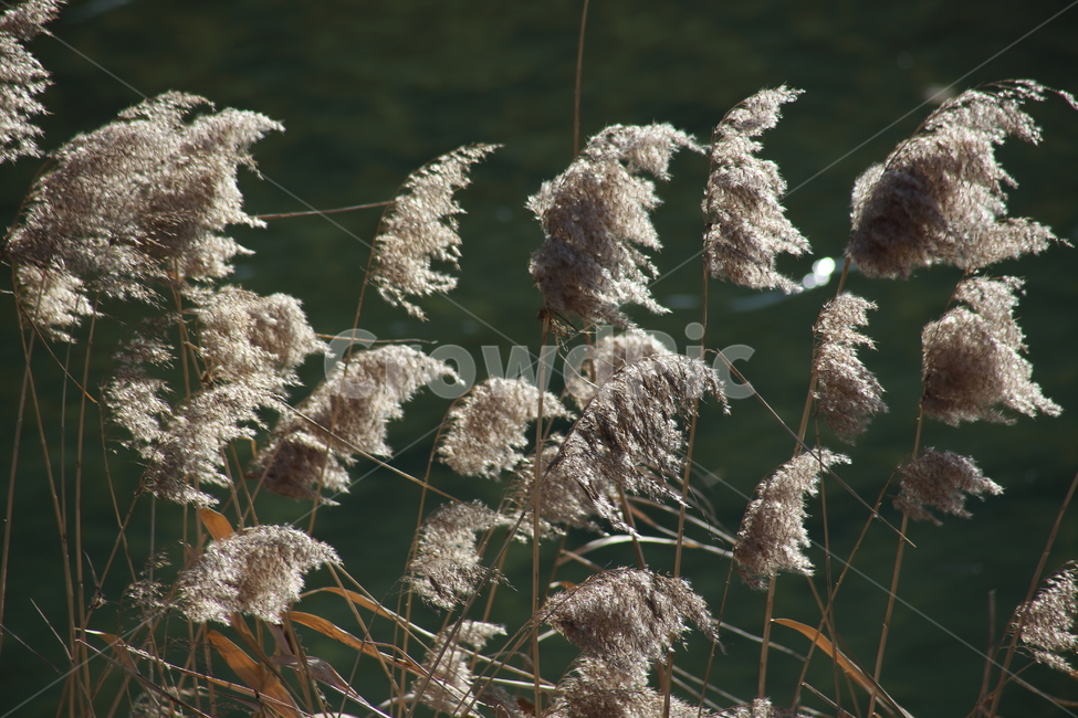 식물,풀,잡초,갈대,commonreed,겨울,가을,계절,fall,autumn,season,식물,자연,plants,nature,grass,잔디,plant,lawn