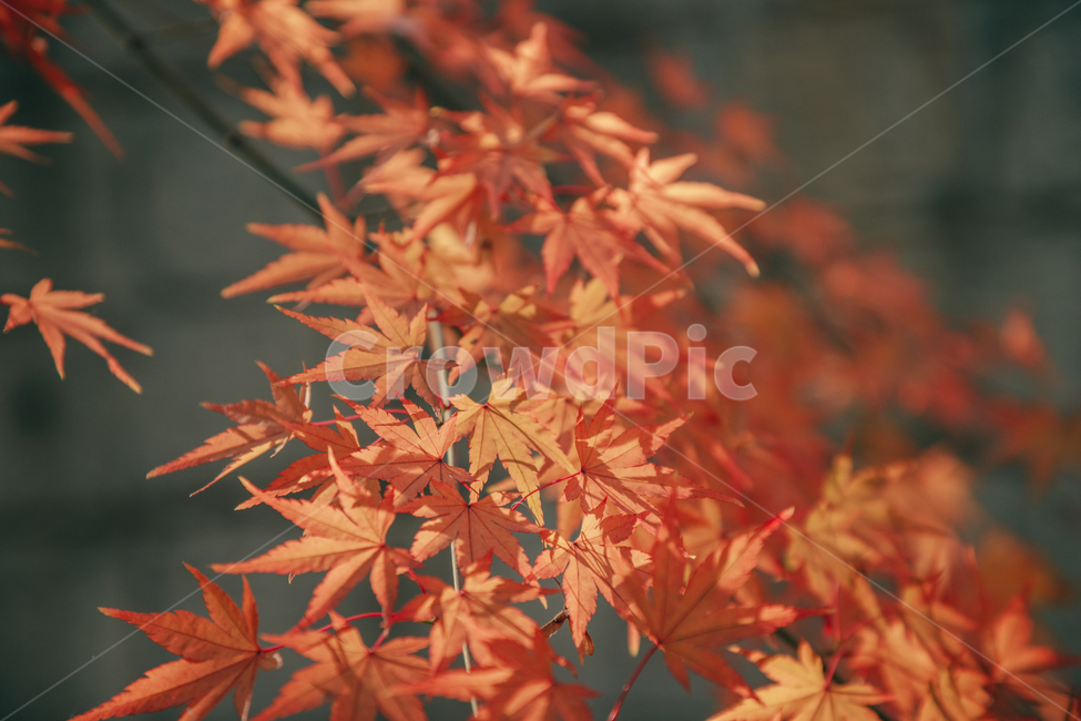 단풍,붉은,빨간,가을,나무,낙옆,잎,나뭇잎,가을,계절,fall,autumn,season,식물,자연,plants,nature,plant,leaf,tree