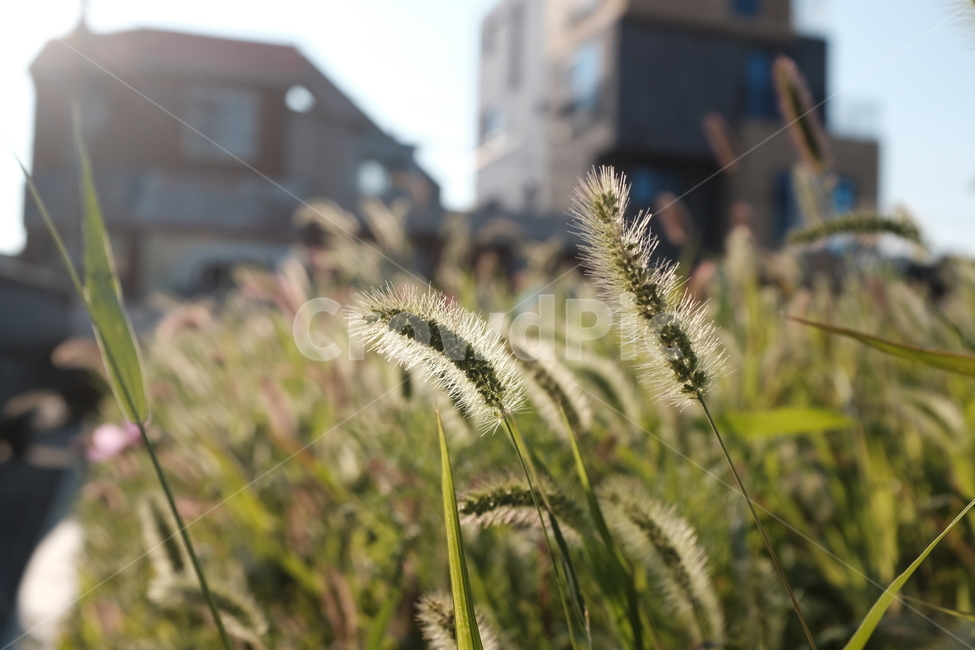 풀,강아지풀,식물,초록,햇빛,자연,들풀,식물,자연,plants,nature