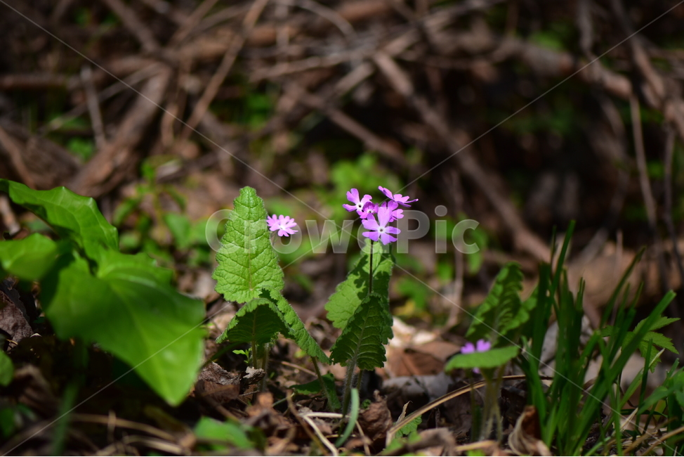 앵초,야생화,꽃,생태,식물,자연,산꽃,봄,감성,힐링,플라워,계절,시즌,wild,Flower,plants,nature,spring,season,식물,자연,plants,nature,꽃,flower