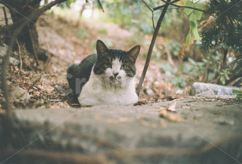 	고양이,길고양이,길냥이,동물,자연,생명,야생동물,미묘,미냥,야생,cat,kitty,kitten,cute,lovely,pet,animal,street,streetcat,stray,straycat,wild,wildlife,wildanimal,wildcat,beauty,beautiful,natuer,natural,동물,animal,포유류,mammal,고양이,cat,kitten,kitty,감성,sensible,feeling