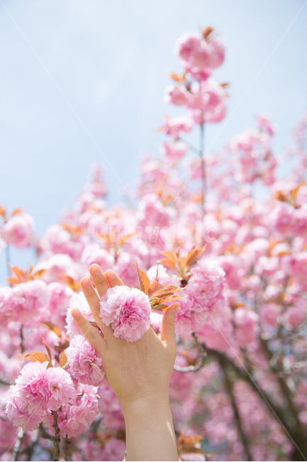 겹벚꽃,봄꽃,봄나들이,감성사진,spring,flower,식물,봄,분홍색,핑크,꽃,하늘,손,손사진,봄이미지,식물,자연,plants,nature,꽃,flower,사람,인물,인간,human,person,신체일부,몸,body,감성,sensible,feeling