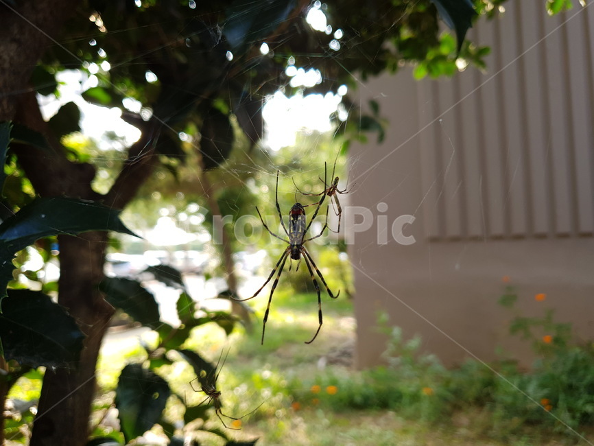 거미,거미줄,spider,나무,tree,식물,plant,동물,곤충,벌레,insect,bug