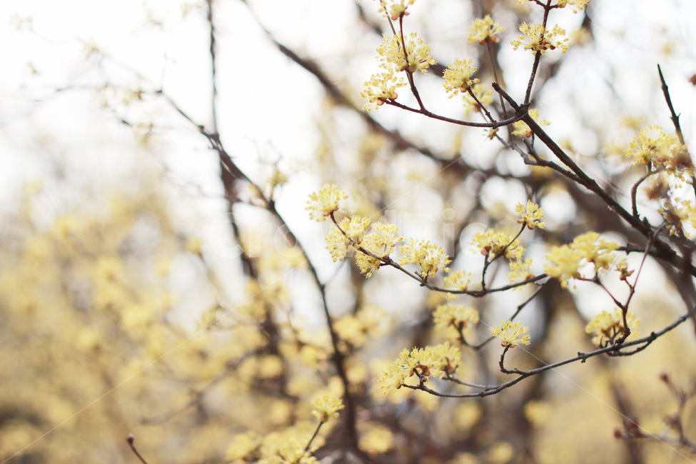 산수유,나무,flower,blossom,식물,자연,season,plants,nature,야외,spring,봄,나뭇가지,식물,자연,plants,nature,꽃,flower