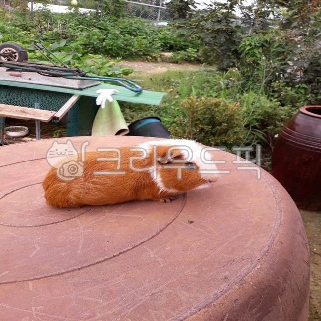 기니피그,예쁨,시골,귀여운,햄토리