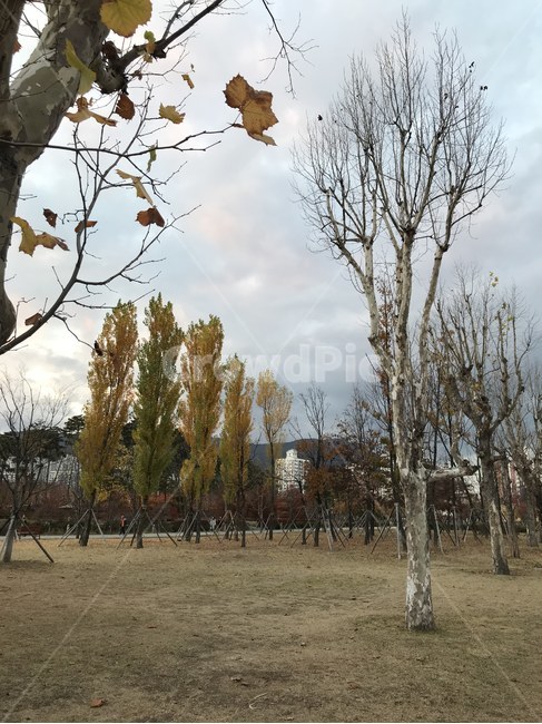 공원,여유,산책,길,공원벤치