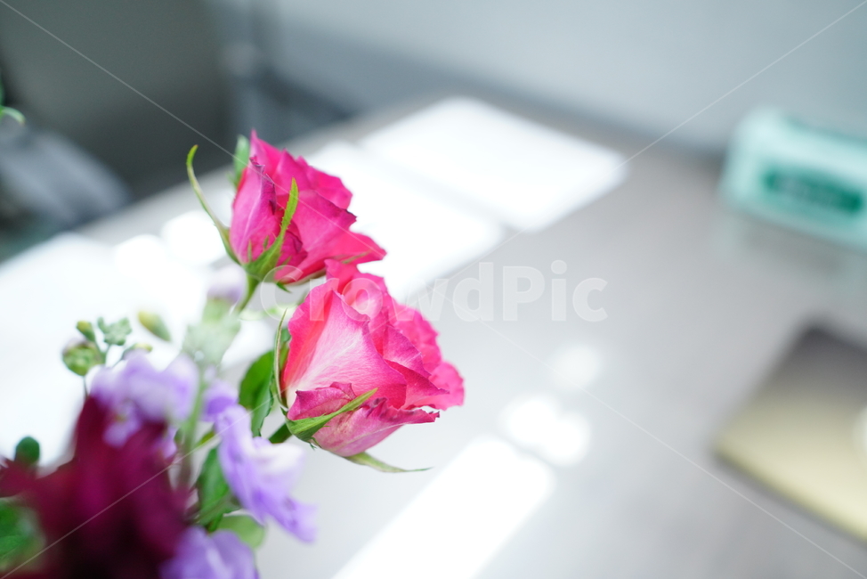 플라워,꽃,flower,핑크,레드,색감,컬러,칼라,color,식물,생명,색,감성,꽃,flower,실내용화초,화분,화초,house plant