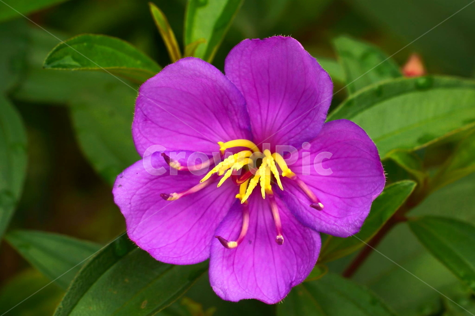 plant,blossom,flower,geranium,제라늄