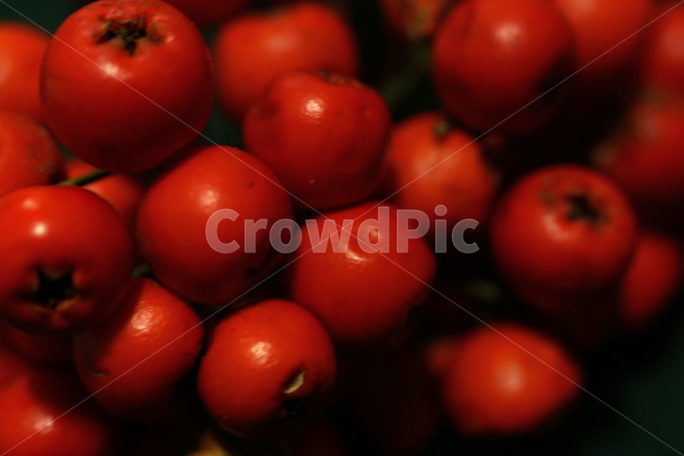 배경,배경화면,열매,plant,식물,background,closeup,과일,꽃사과