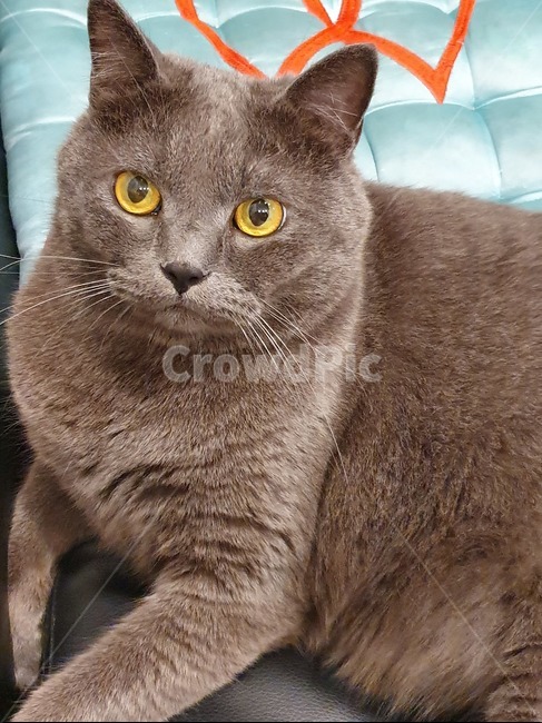 animal,고양이,펫,cat,반려묘,동물,animal,포유류,mammal,고양이,cat,kitten,kitty