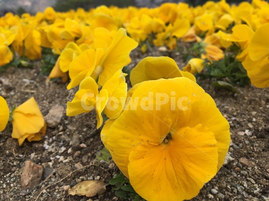 plant,식물,꽃,노란꽃,flower,노란색