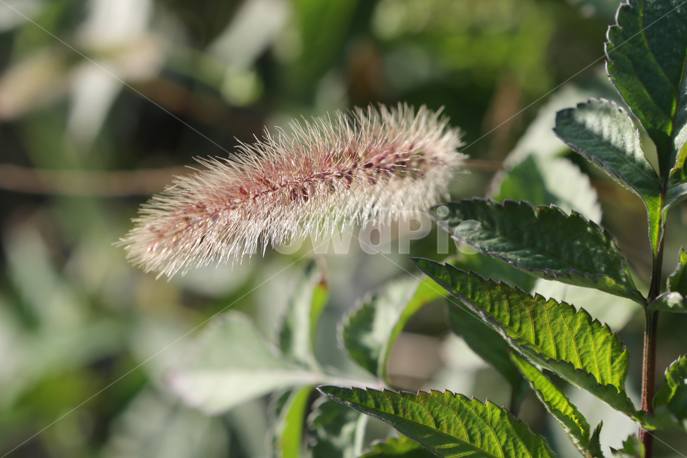 식물,plant,잔디,grass,강아지풀,식물,자연,plants,nature