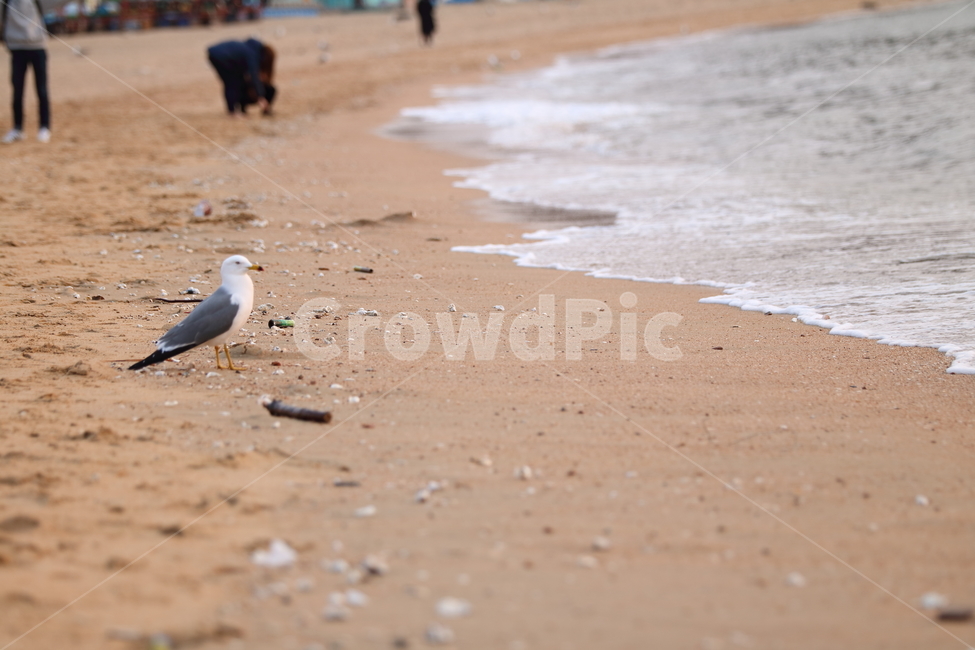 을왕리,해변,갈매기,갈매기친구들,새,해변,바다,beach,sea,동물,animal,조류,새,birds