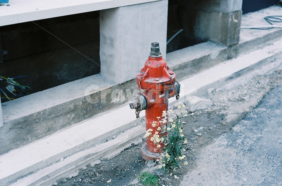소화전,firehydrant,hydrant,꽃,아스팔트,길