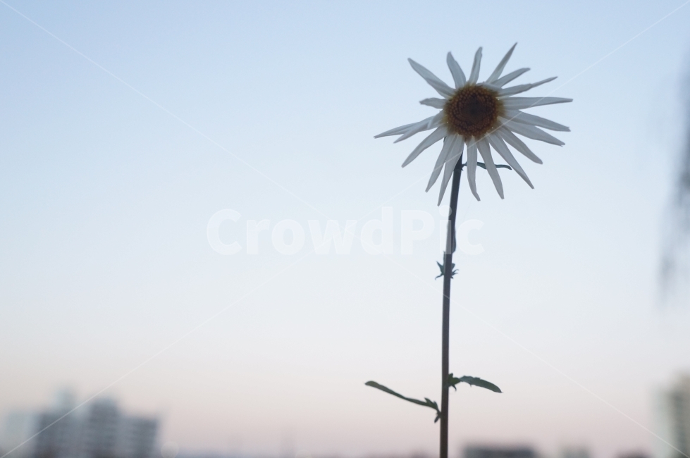 꽃,한송이,흰꽃,고개숙인,한떨기,식물,자연,plants,nature,꽃,flower