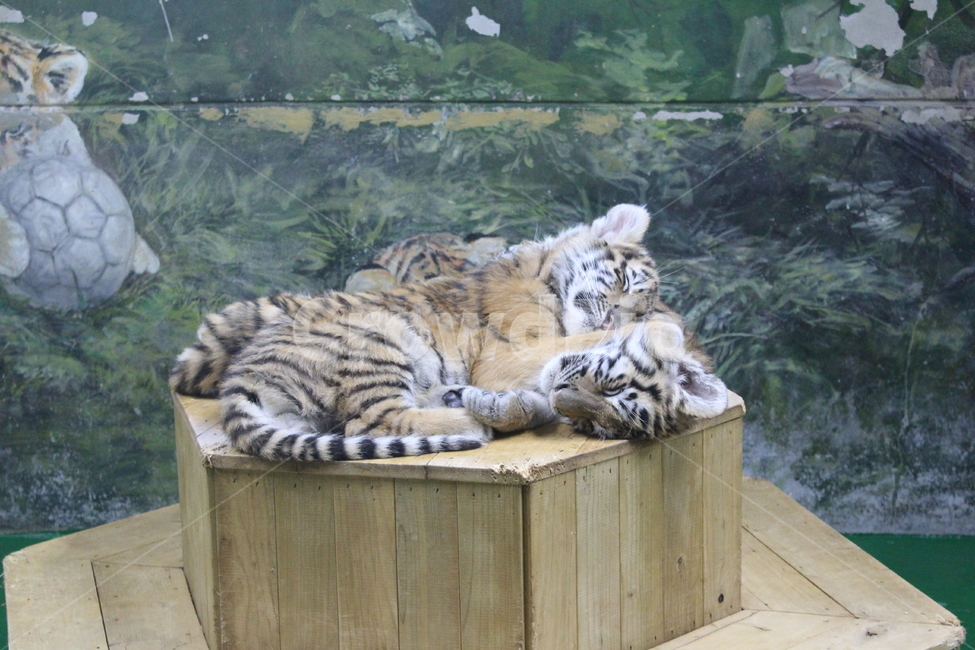 tiger,호랑이,animal,동물,mammal,야생동물,wildlife,포유류,zoo,동물원,baby,아기,애기,어린,young