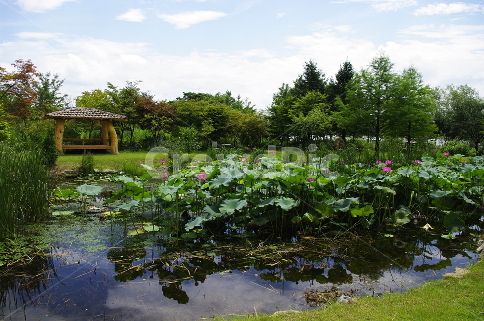 연꽃,수련,연못,꽃,flower,식물,plant,자연,nature,풍경