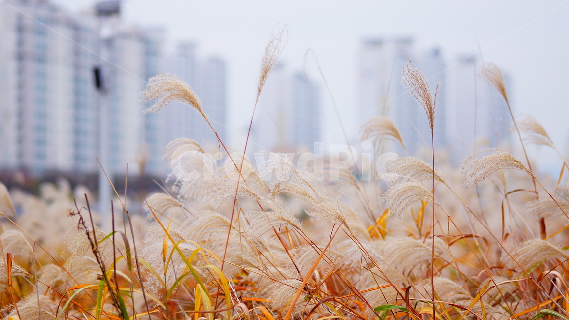 갈대,자연,갈대밭,들풀,풀,바람,갈색,가을,계절,fall,autumn,season,식물,자연,plants,nature,감성,sensible,feeling,grass,잔디,plant,lawn,reed