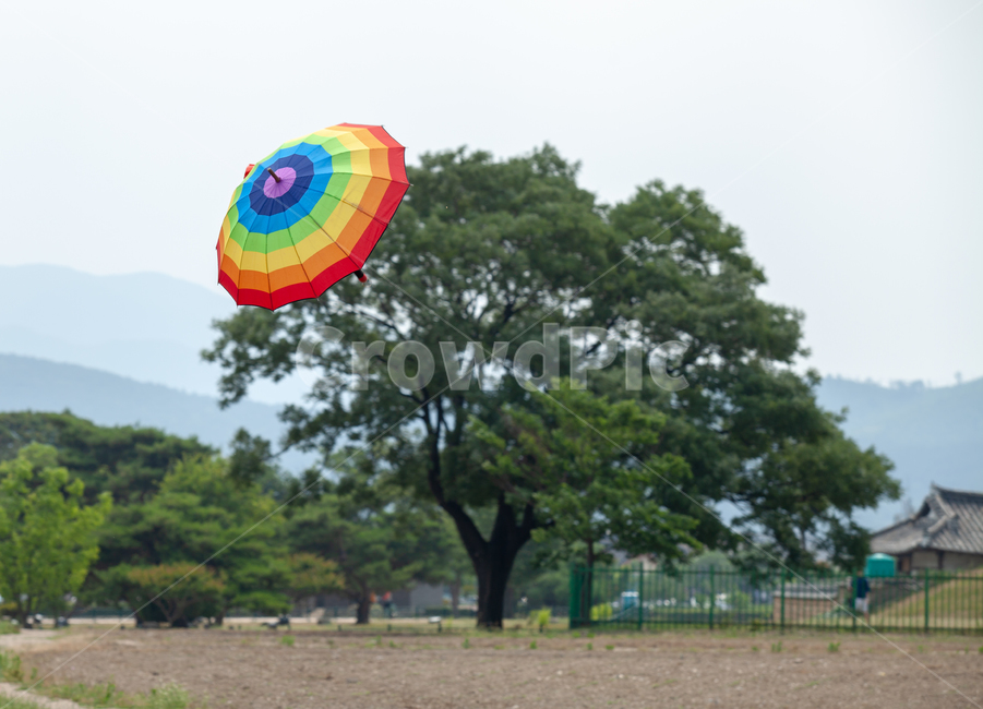 소나무,경주,우산,소품,칼라우산,식물,자연,plants,nature,나무,trees,wood,사물,물건,오브젝트,thing,object,matter