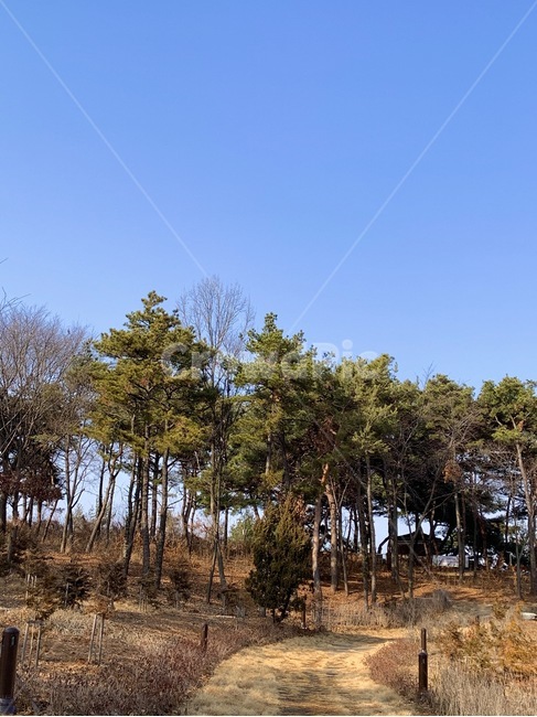 plant,식물,tree,나무,하늘,sky
