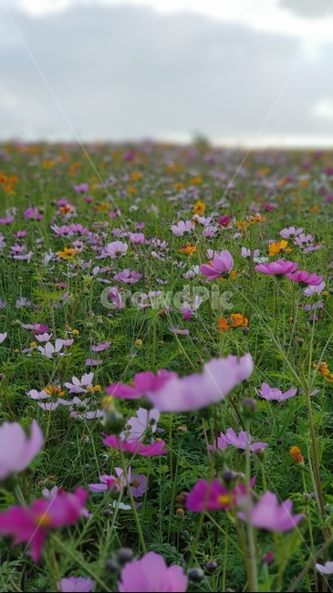 grassland,목초지,outdoors,옥외,field,들,nature,자연,farm,농장,농촌,rural,한지방,countryside,가을,코스모스,언덕