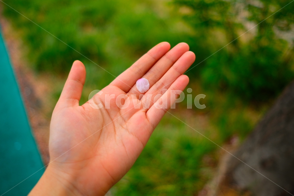 벚꽃,꽃잎,꽃,떨어진꽃,꽃한잎,식물,자연,plants,nature,꽃,flower,신체일부,몸,body