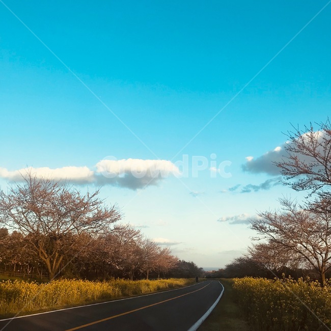제주도,녹산로,봄,드라이브,유채꽃,벚꽃,힐링,flower,구름,하늘,맑은날씨,자연,풍경,nature,landscape,asphalt,아스팔트,road,도로,highway,고속도로,freeway,고속 도로