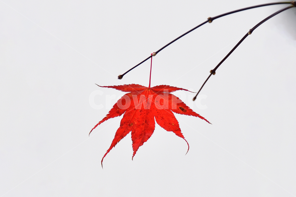 단풍,단풍잎,마지막잎새,가을,빨강,나뭇잎,잎,식물,나무,자연,풍경,plant,leaf,tree,maple