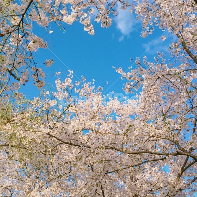 식물,plant,벚꽃,봄,spring