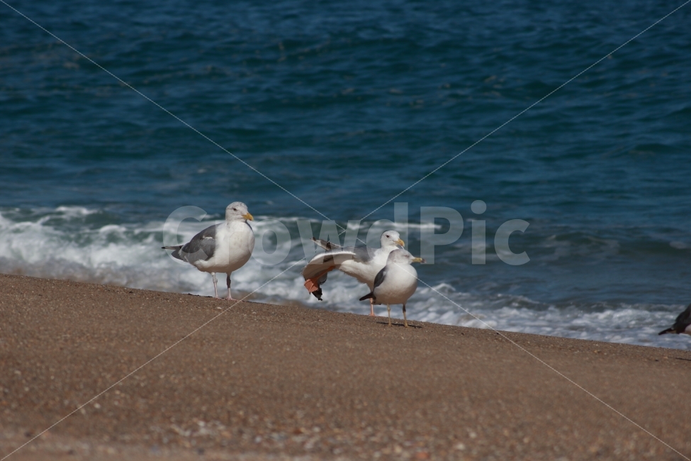 동물,새,조류,갈매기,바다,바닷가,해변,해변가,gull,sea,해변,바다,beach,sea,동물,animal,조류,새,birds