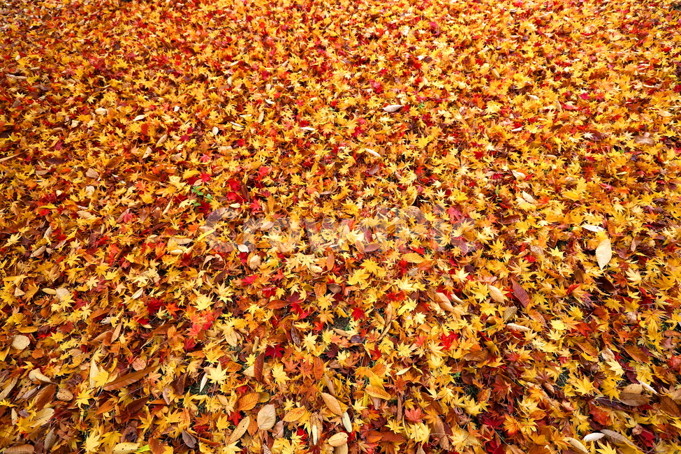 가을,나무,식물,풍경,계절,가을,계절,fall,autumn,season,plant,blossom,꽃,petal,꽃잎,flower