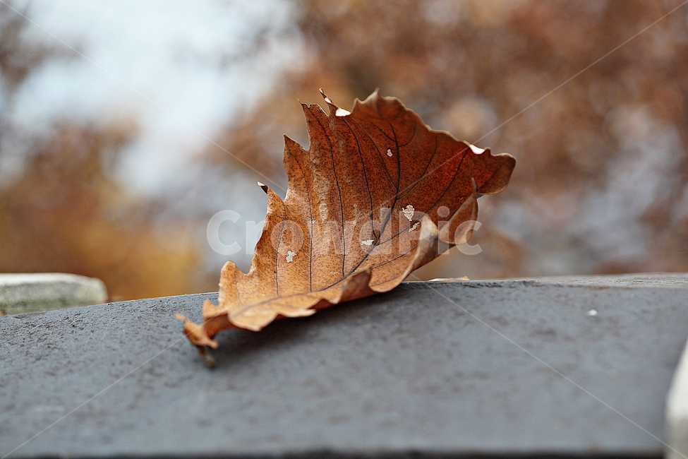 낙엽,단풍,가을,식물,자연,잎,나무잎,가을,계절,fall,autumn,season,식물,자연,plants,nature