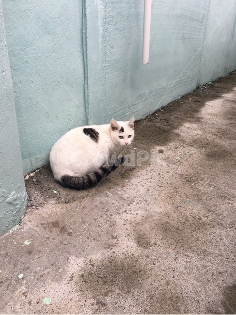고양이,길고양이,점박이,야옹이,동물,동물,animal,포유류,mammal,고양이,cat,kitten,kitty